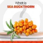 What is Sea Buckthornand Benefits of Sea Buckthorn