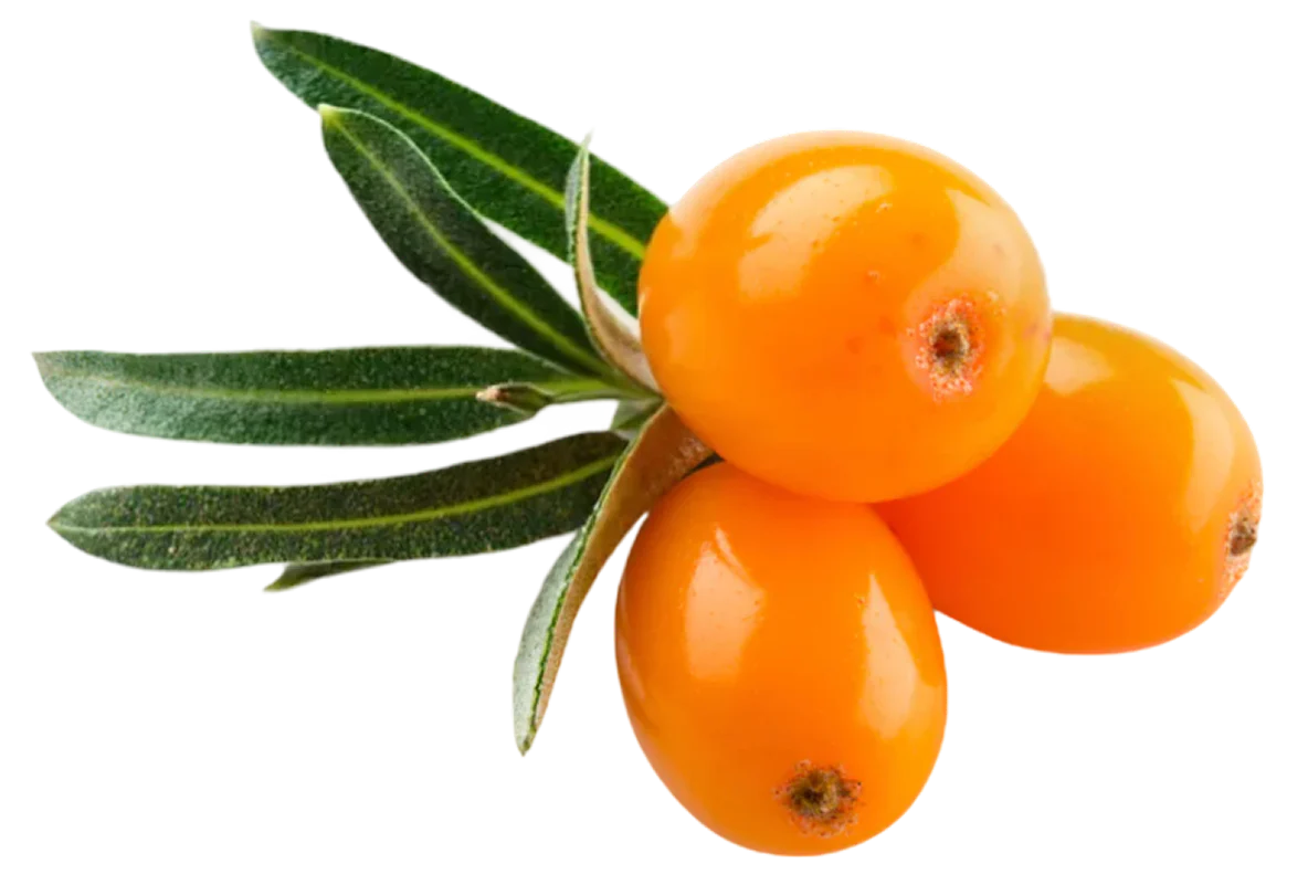 Sea Buckthorn